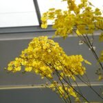 Zelenkoa onusta plant met lange groene bladeren en kleine witte bloemen.