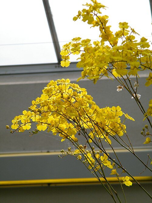 Zelenkoa onusta plant met lange groene bladeren en kleine witte bloemen.