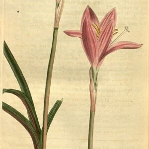 Zephyranthes carinata bloem in paars en wit.