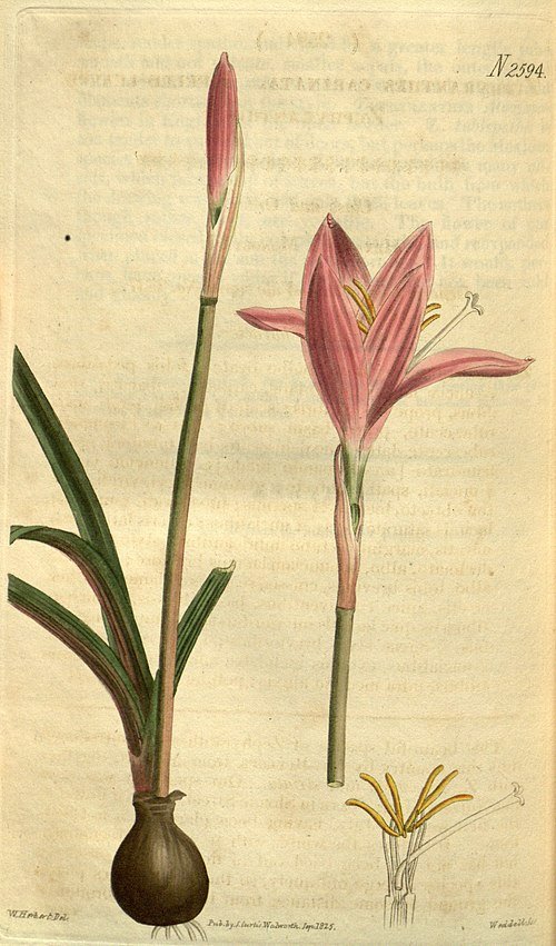 Zephyranthes carinata bloem in paars en wit.