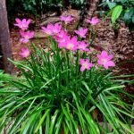 Zephyranthes rosea bloem in zachtroze kleur op groene achtergrond.