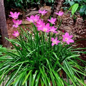 Zephyranthes rosea bloem in zachtroze kleur op groene achtergrond.