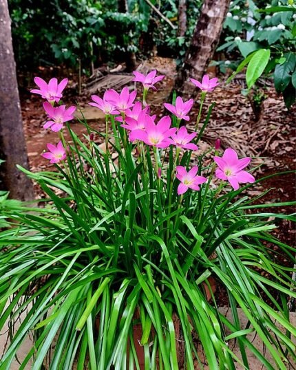 Zephyranthes rosea bloem in zachtroze kleur op groene achtergrond.