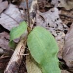 Witte bloemen van Zeuxine longilabris orchidee tegen groen blad.