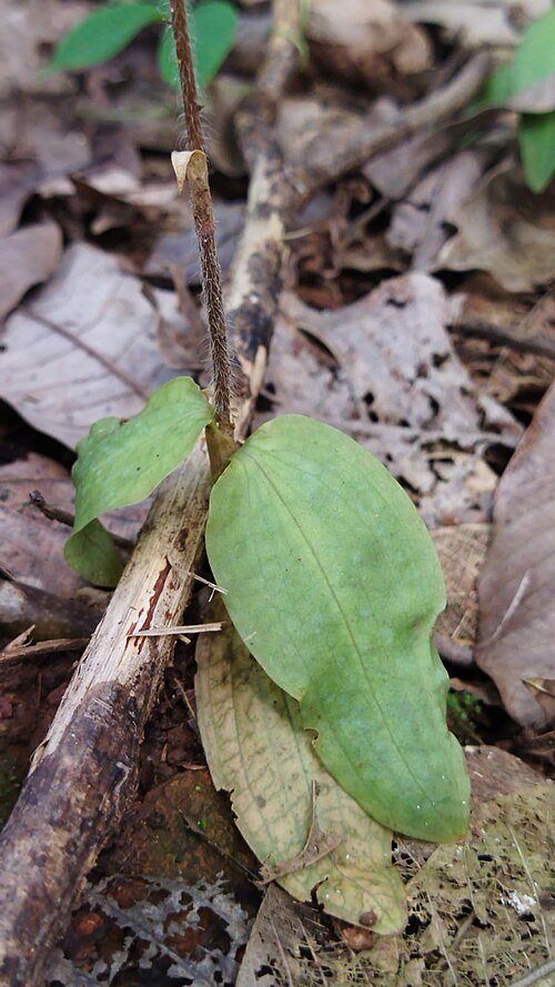 Witte bloemen van Zeuxine longilabris orchidee tegen groen blad.