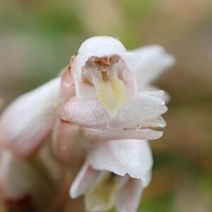 Witte bloem van Zeuxine strateumatica in Higashi Okinawa.