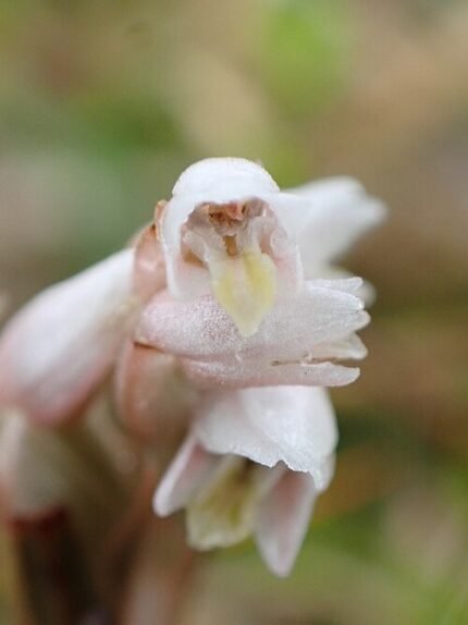 Witte bloem van Zeuxine strateumatica in Higashi Okinawa.