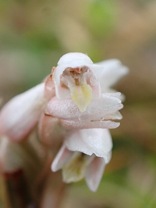 Witte bloem van Zeuxine strateumatica in Higashi Okinawa.