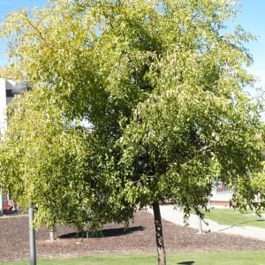 Ziziphus jujuba winterharde boom in Arboreto Parque El Pilar Ciudad Real.