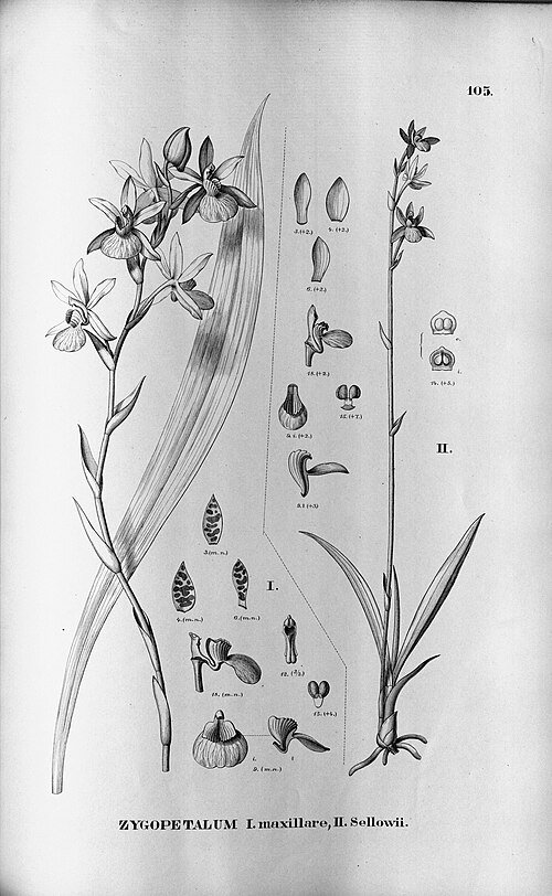 Paarse en groene Zygopetalum orchidee bloem op close-up.