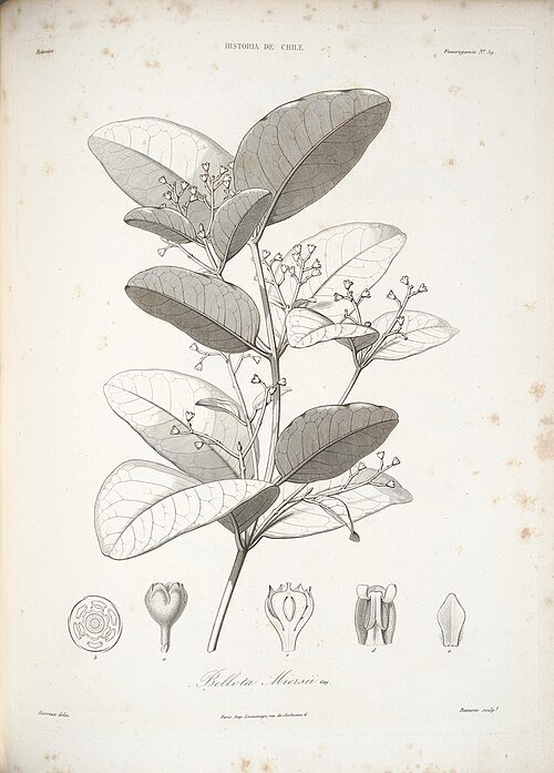 Beilschmiedia miersii plant met glanzende groene bladeren op witte achtergrond.