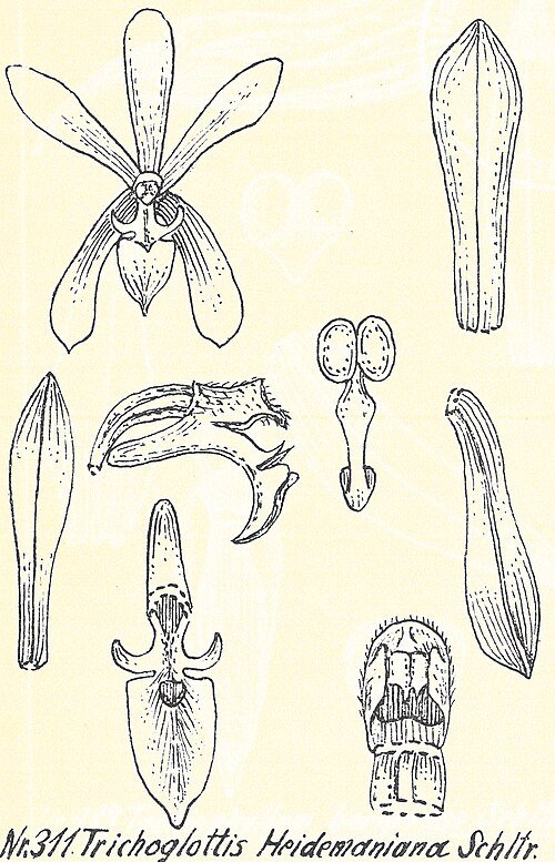 White Trichoglottis orchid flowers in full bloom on green leaf background.