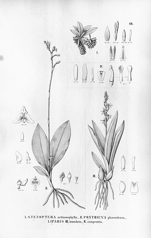 Paarse en groene Liparis nervosa orchideebloem met bladeren.