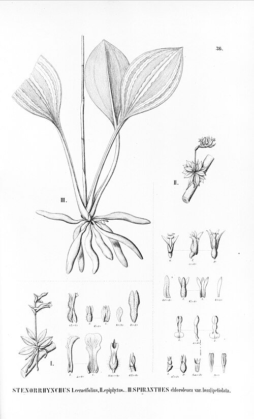 Prachtige paarse Lankesterella orchidee op witte achtergrond.