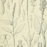 Platylepis plant met glanzende groene bladeren in schaduw.