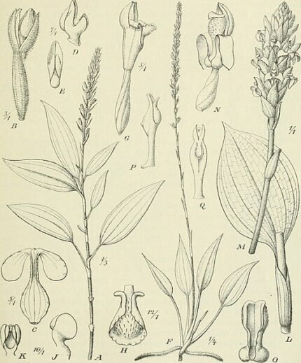 Platylepis plant met glanzende groene bladeren in schaduw.