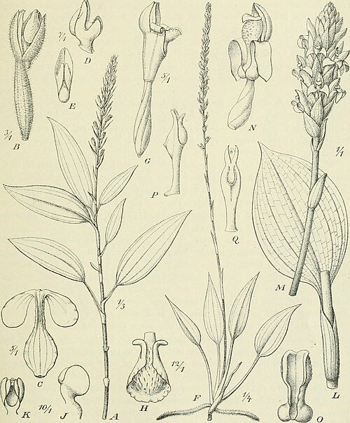 Platylepis plant met glanzende groene bladeren in schaduw.