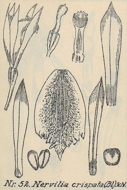 Zeldzame Nervilia simplex orchidee met groene bladeren en unieke bloemsteel.