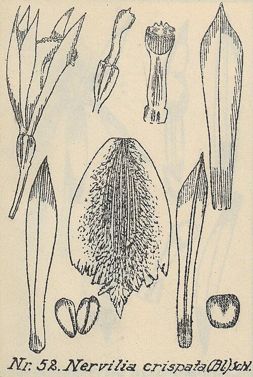 Zeldzame Nervilia simplex orchidee met groene bladeren en unieke bloemsteel.