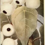 Botanische illustratie van Hernandia bivalvis plant met groene bladeren en rode vruchten.