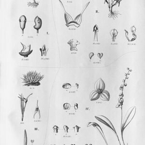 Prachtige paarse orchidee met groene bladeren op houten achtergrond.