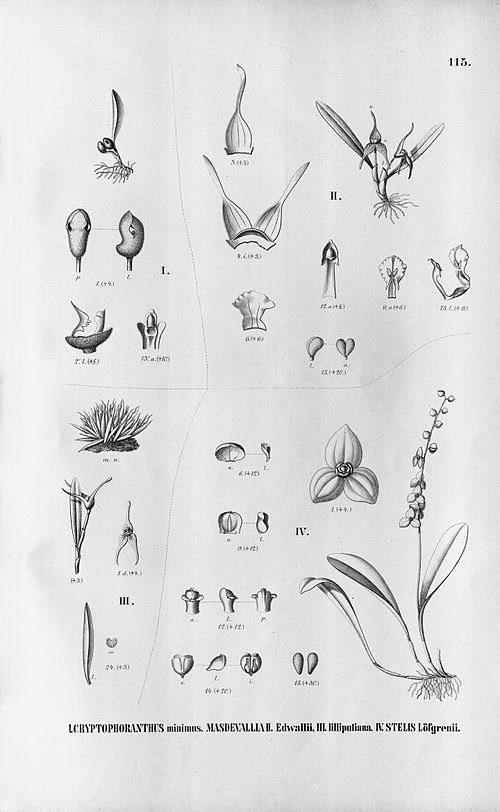 Prachtige paarse orchidee met groene bladeren op houten achtergrond.