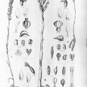 Kleine paarse bloemen op Brachystele guayanensis plant met groene bladeren.