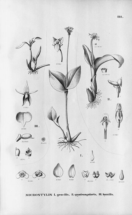 Malaxis excavata orchidee met groene bladeren en sierlijke bloemen.