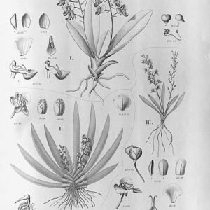 Zygostates orchidee plant met paarse bloemen op houten tafel.