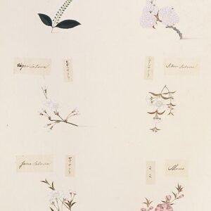 Prunus leveilleana bloeiende witte bloemen en groene bladeren.