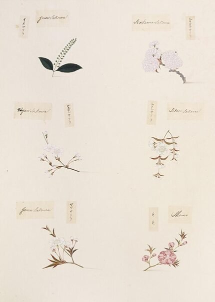 Prunus leveilleana bloeiende witte bloemen en groene bladeren.