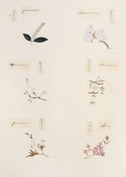 Prunus leveilleana bloeiende witte bloemen en groene bladeren.