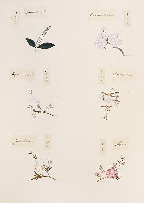 Prunus leveilleana bloeiende witte bloemen en groene bladeren.