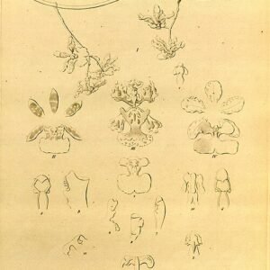 Paarse en gele Trichocentrum carthagenense orchidee met groene bladeren.