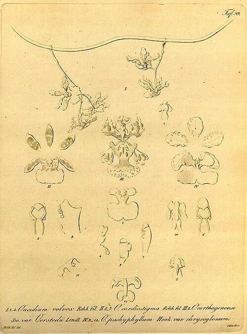 Paarse en gele Trichocentrum carthagenense orchidee met groene bladeren.