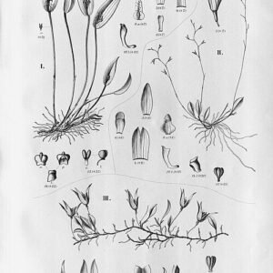 Barbosella australis orchidee met groene bladeren en paarse bloemen in schaduwrijke omgeving.