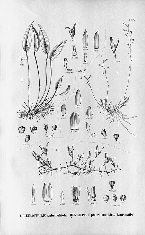 Barbosella australis orchidee met groene bladeren en paarse bloemen in schaduwrijke omgeving.