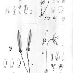 Barbosella gardneri orchidee met groene bladeren en bloemen in schaduwrijke omgeving.