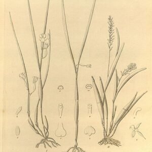 Scaphyglottis crurigera orchidee met witte bloemen en groen blad.