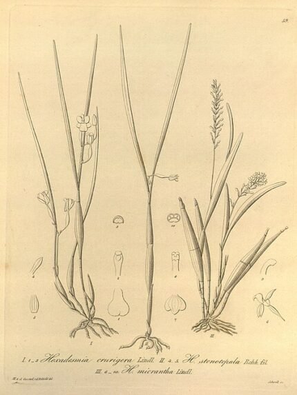 Scaphyglottis crurigera orchidee met witte bloemen en groen blad.