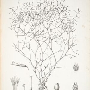 Zilveren Reyesia armband met sprankelende edelstenen.