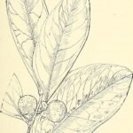 Zwarte Diospyros humilis vruchten op houten achtergrond