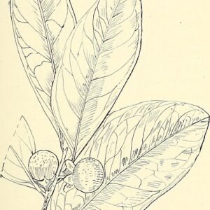 Zwarte Diospyros humilis vruchten op houten achtergrond