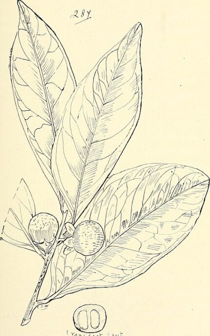Zwarte Diospyros humilis vruchten op houten achtergrond
