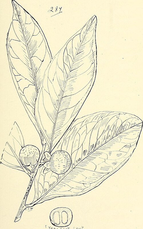 Zwarte Diospyros humilis vruchten op houten achtergrond