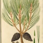 Pinus leiophylla met kegelvormige dennenappels op een heldere dag.