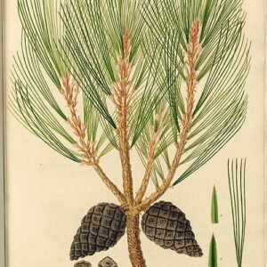 Pinus leiophylla met kegelvormige dennenappels op een heldere dag.