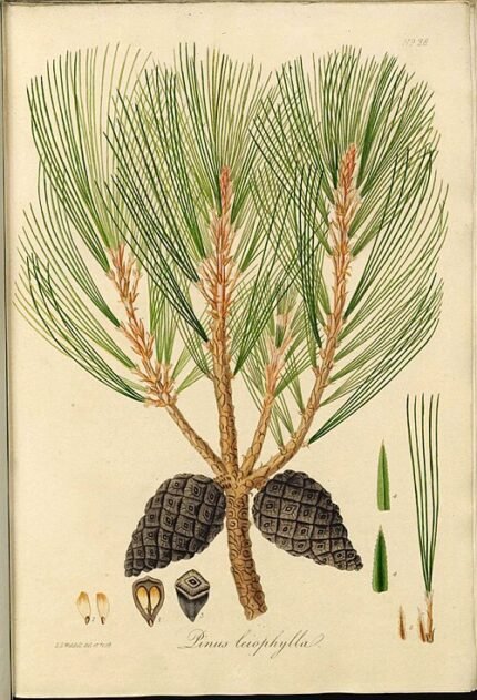 Pinus leiophylla met kegelvormige dennenappels op een heldere dag.