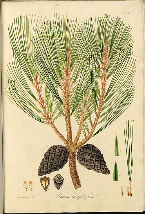 Pinus leiophylla met kegelvormige dennenappels op een heldere dag.