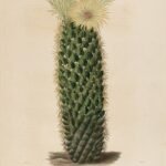 Coryphantha erecta cactus met levendige gele bloemen in een terracotta pot.